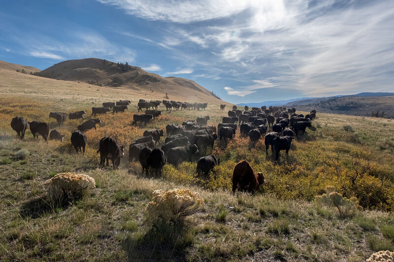 Equine and Bovine Out of Area Service Days