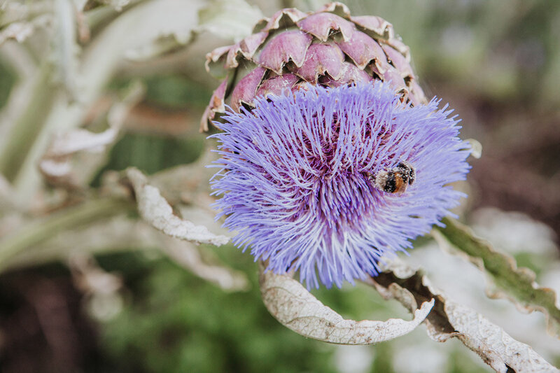 Close up of a vivd purple globe artichoke flower, with a bumble bee covered in pollen lost inside.