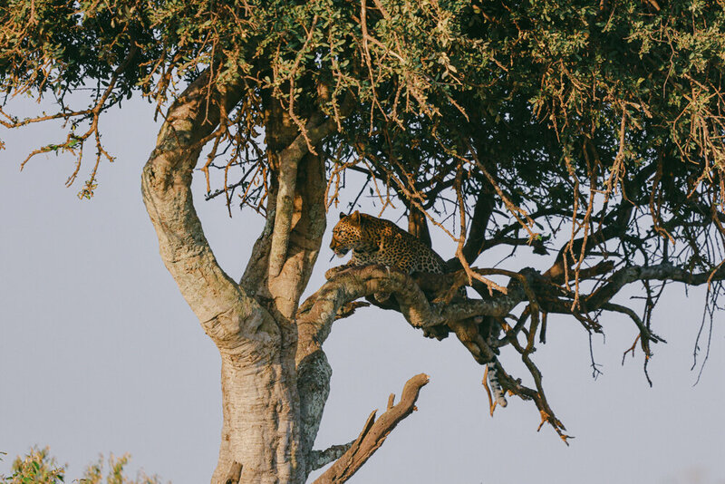 safariedited-232