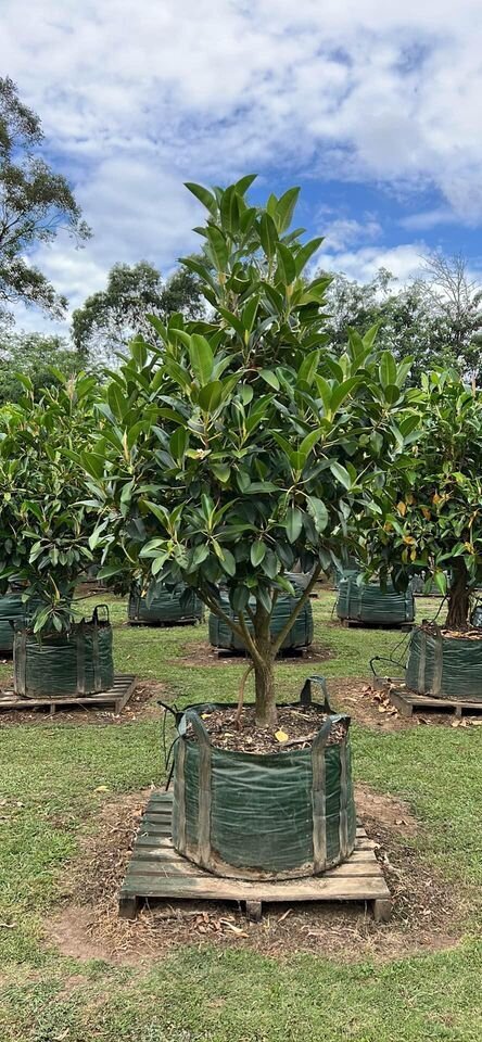 FICUS MACROPHYLLA  - sydney plants