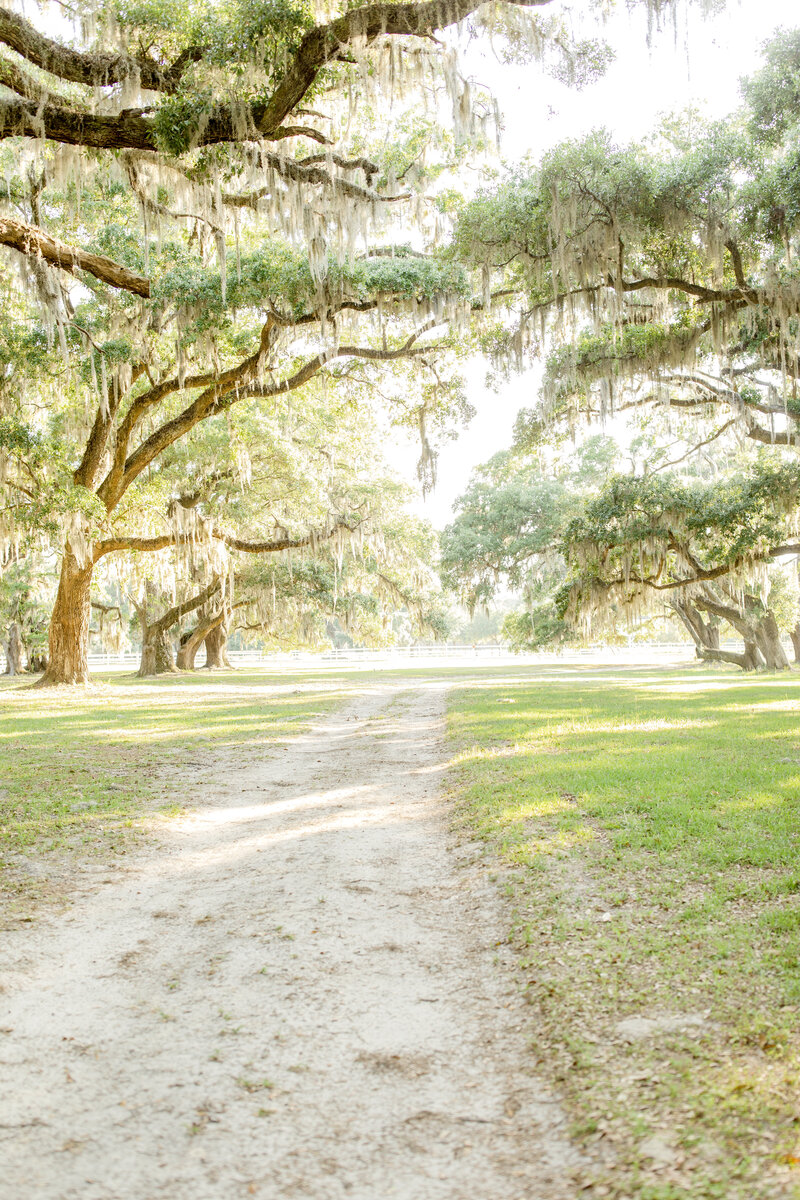 A dreamy, winding road leading through towering oak trees covered in Spanish moss, creating a magical Southern setting