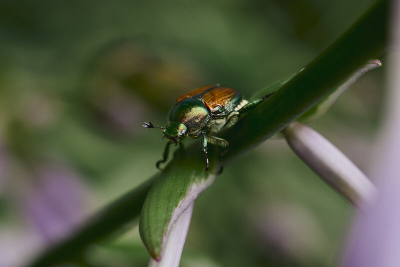 Asian beetle crawling on a plant stem