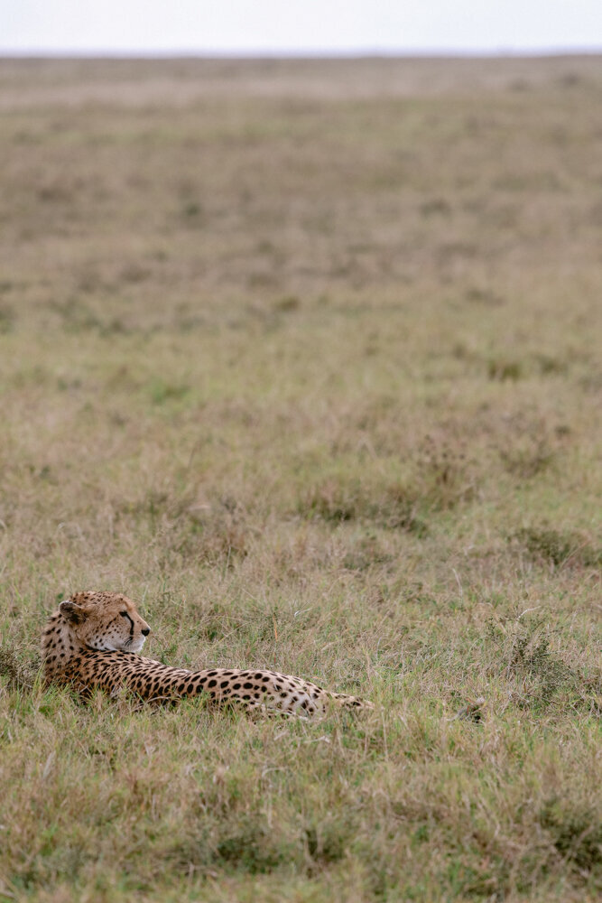 safariedited-550