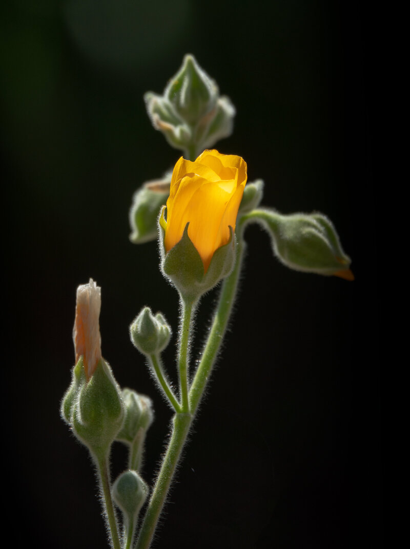 Indian-Mallow-2