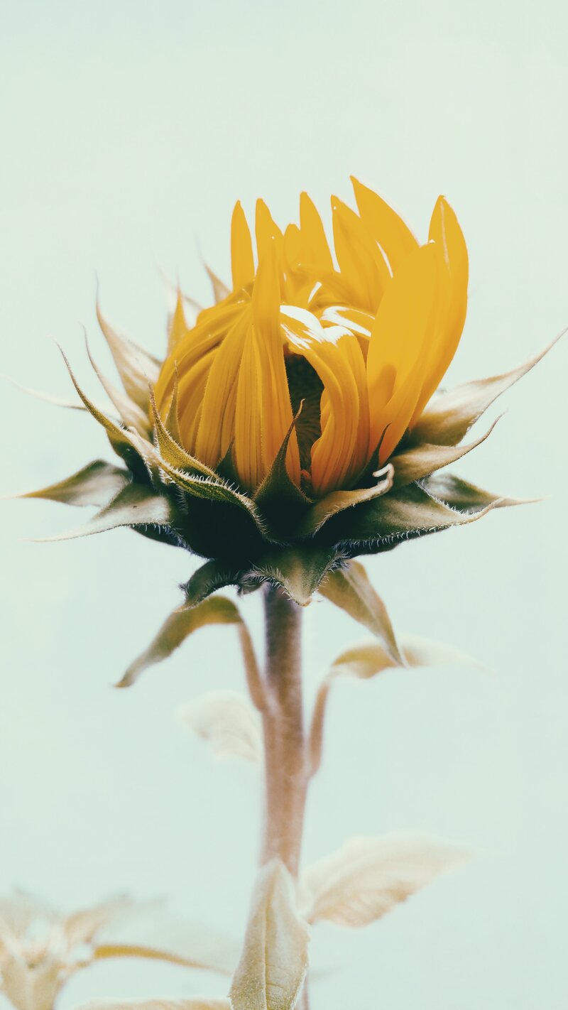 Picture of Budding sunflower