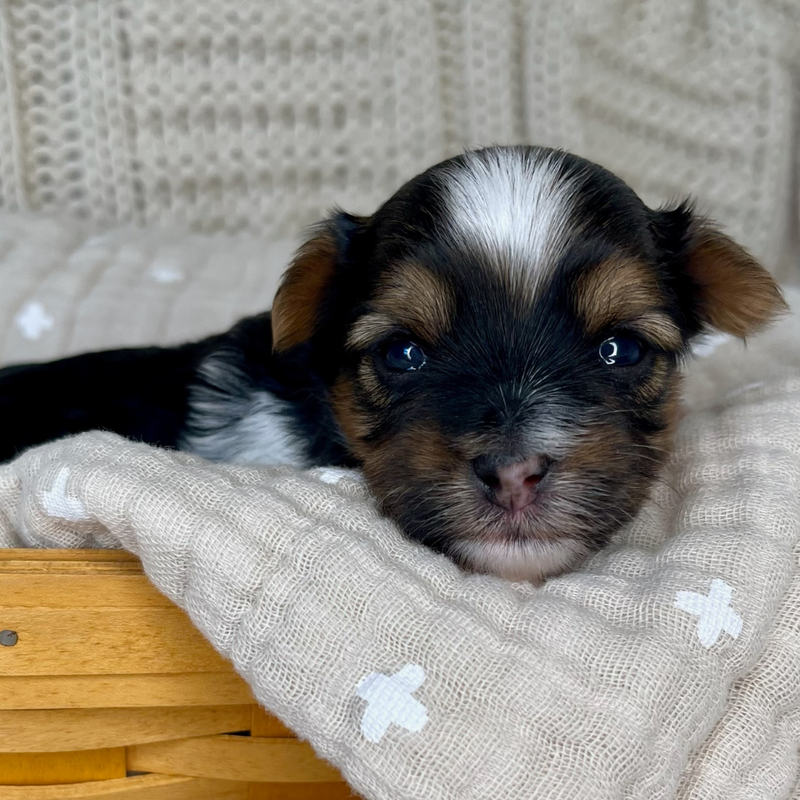A multi-colored Yorkie puppy sitting down on a blanket staring at you