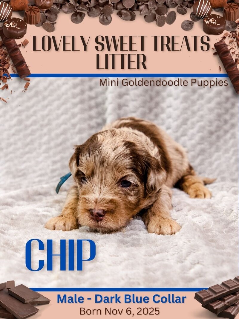 Sweet Treats - Dk Blue Chip Male