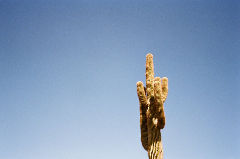 Cactus plant with sky as background in Arizona, USA.