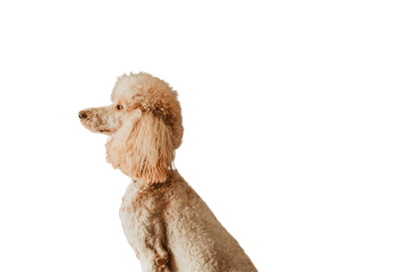 Roxie Poodle  Facing Left