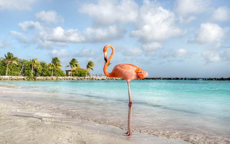 A bright pink flamingo stands at the edge of a turquoise shoreline, with gentle waves washing over the sand. Behind it, palm trees sway near a rocky barrier and a small wooden structure, all under a sky filled with soft, scattered clouds.