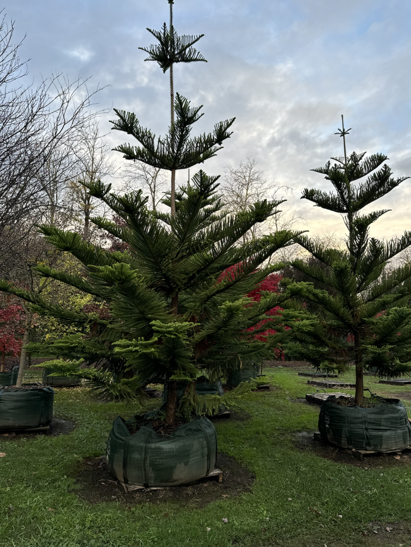 Mature ARAUCARIA HETEROPHYLLA - Norfolk Island Pine - Go Green Nurseries - Sydney Plant Nursery