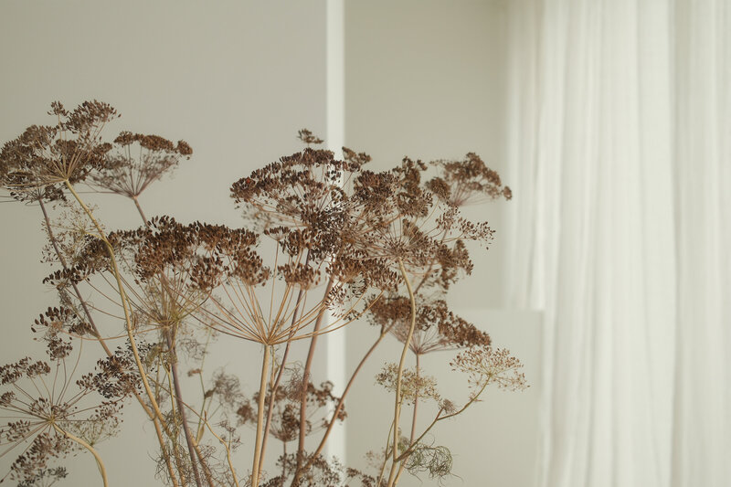 kaboompics_dried-floral-aesthetic-backgrounds-natural-tones-free-stock-photos-36644