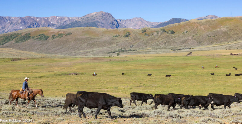Cows with Colorado mountains in the background