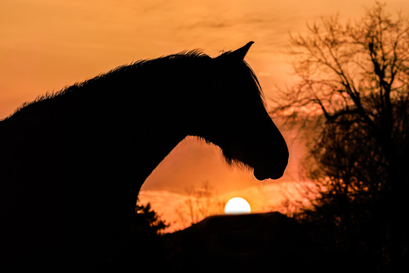Saying goodbye to your mare