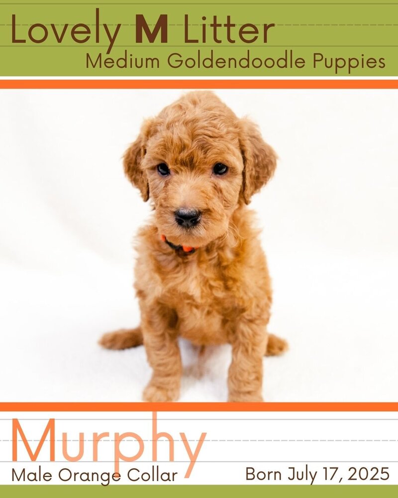 M Litter - Orange Murphy Male