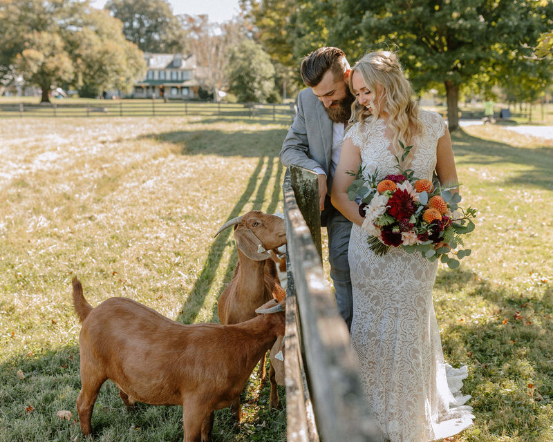 A bride in an elegant lace gown holds a bouquet of colorful flowers while interacting with two goats by a wooden fence in a sunny field.