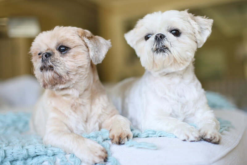 Peaches & Teddy Pet Photography is located in Ponte Vedra Beach Florida