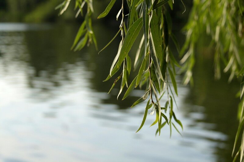 Willow tree branches over water