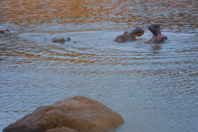 safariedited-098