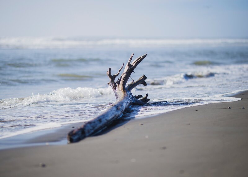 Large piece of driftwood resting on the shores of Great Lake Michigan