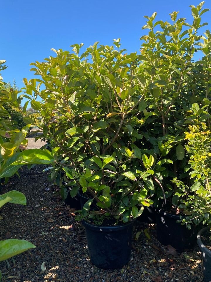 Sweet Viburnum | Viburnum Odoratissimum | Sydney Plants