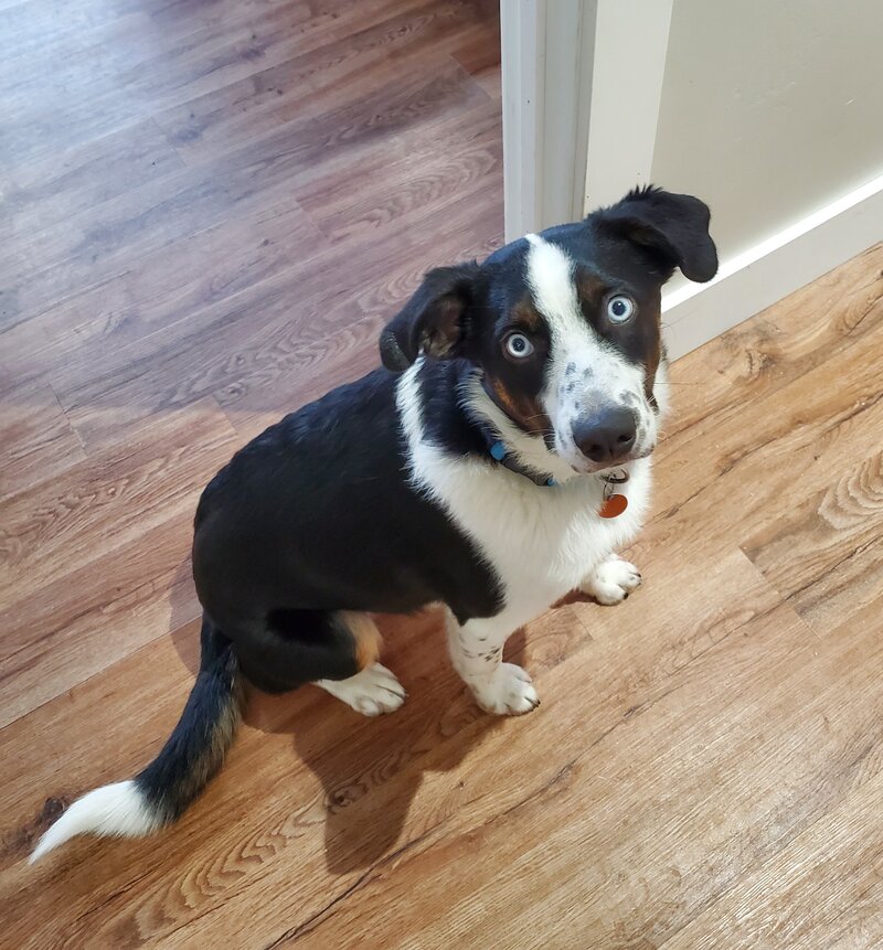 A black and white dog sits and looks guilty after chewing up their human's dentures.