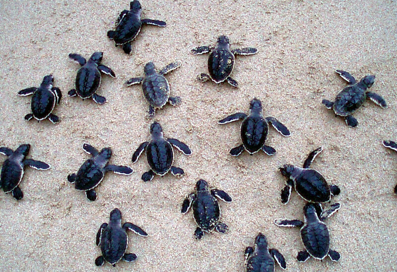 EtwOsmkS-TurtleRelease