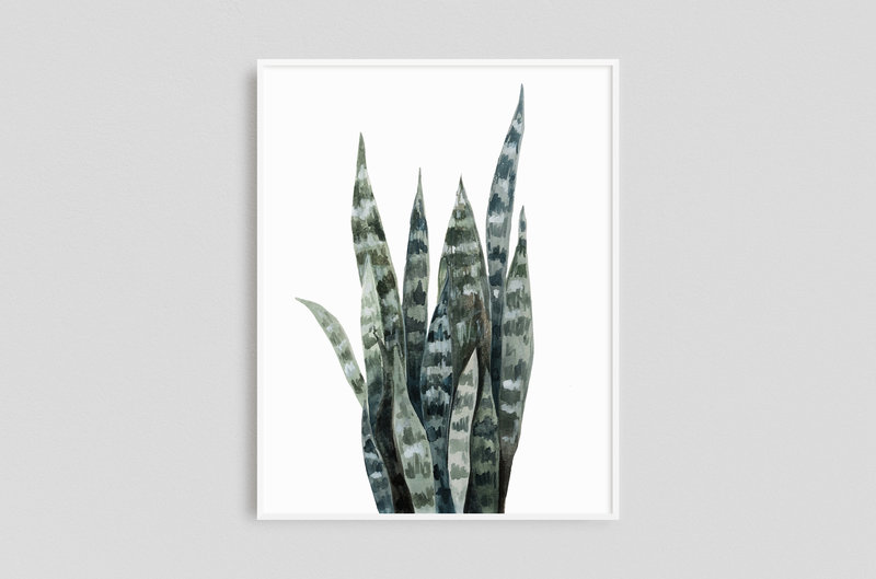 Watercolor Prints - Framed x 1 - Snake Plant