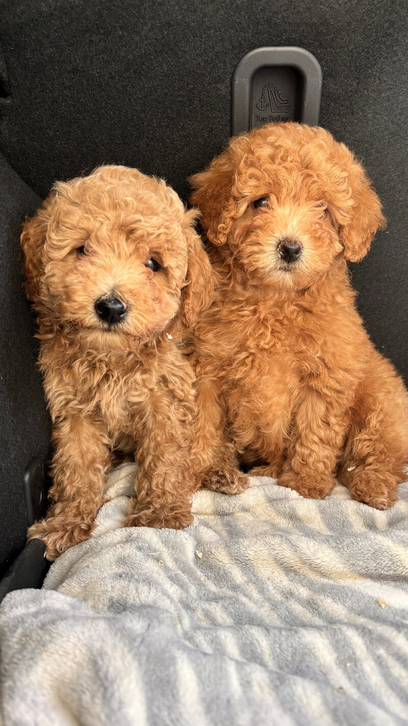cute cream mini goldendoodle in nursery