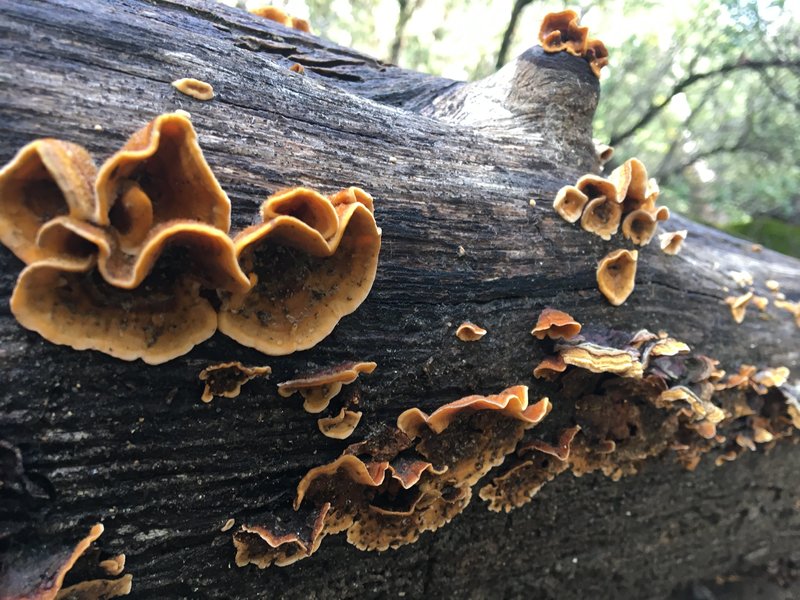 Fungus on Tree Bass Lake Hike