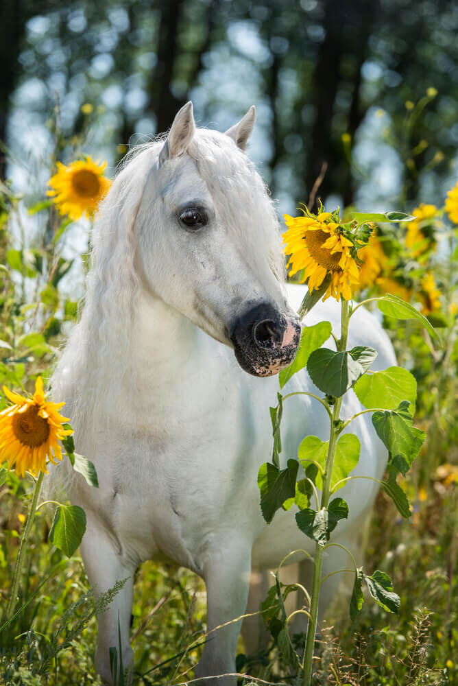 Dieren-Juliette fotografie-006