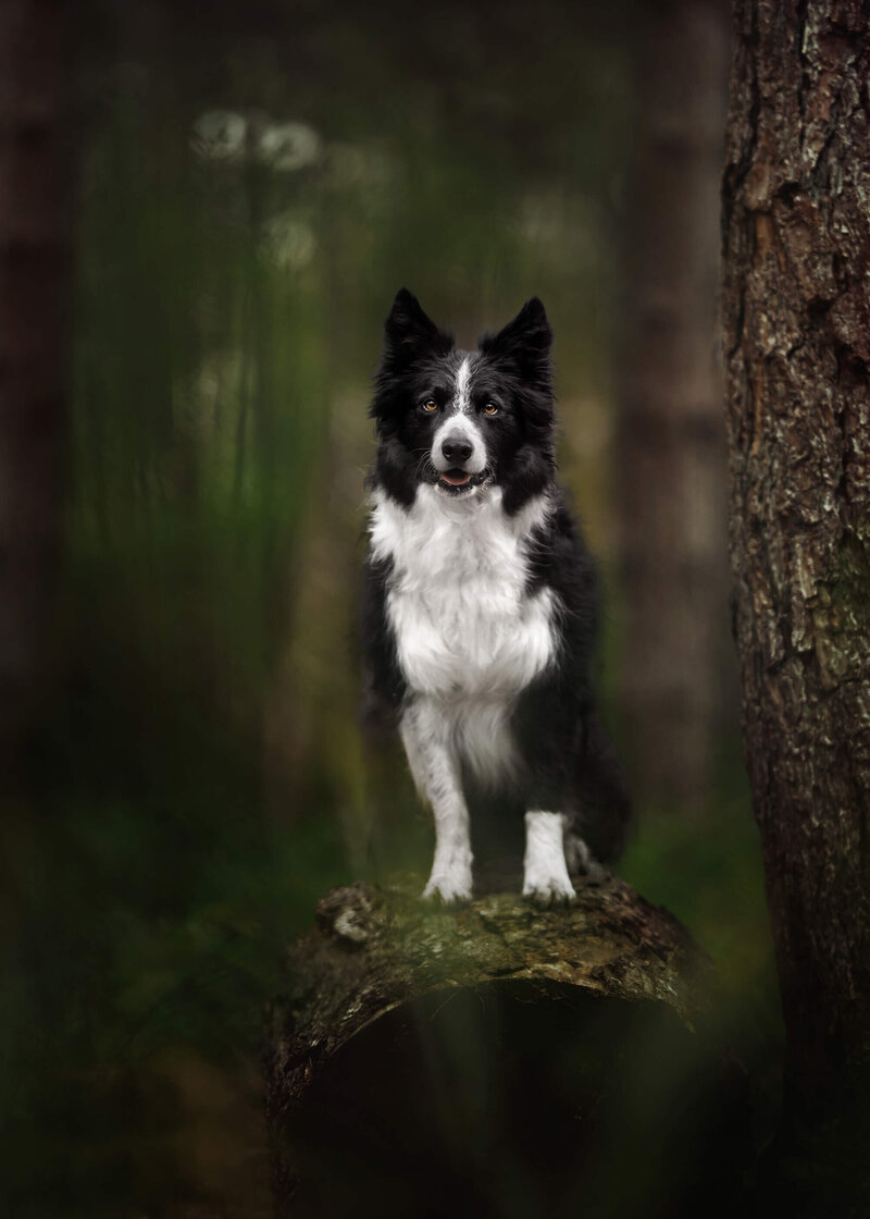 dog photographer crawley