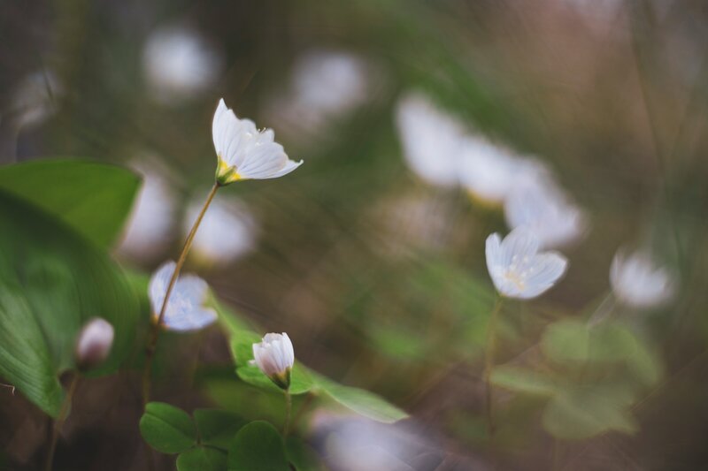 A close up photo of a bunch of white and green wood sorrel flowers, the image looks almost in motion with the background being blurred