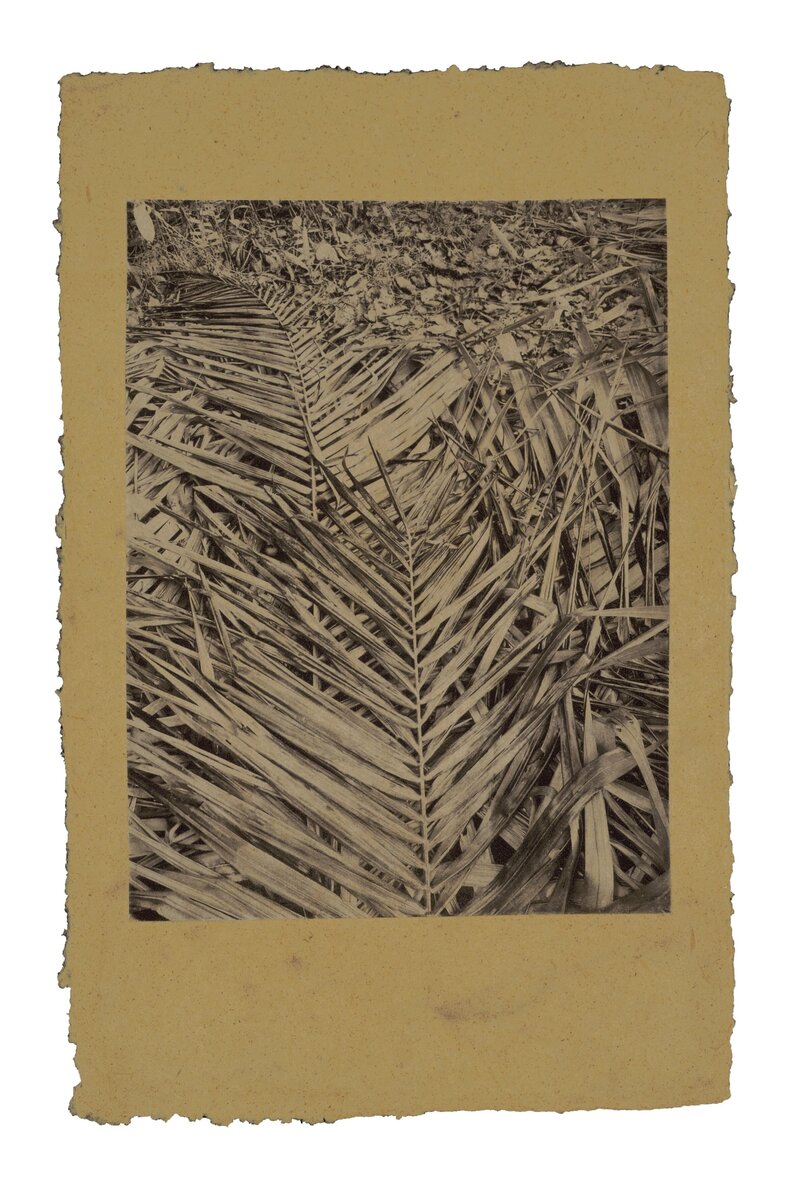 Copper plate photogravure by Trina Michelle Robinson capturing dense palm fronds in sharp detail on warm-toned handmade paper.
