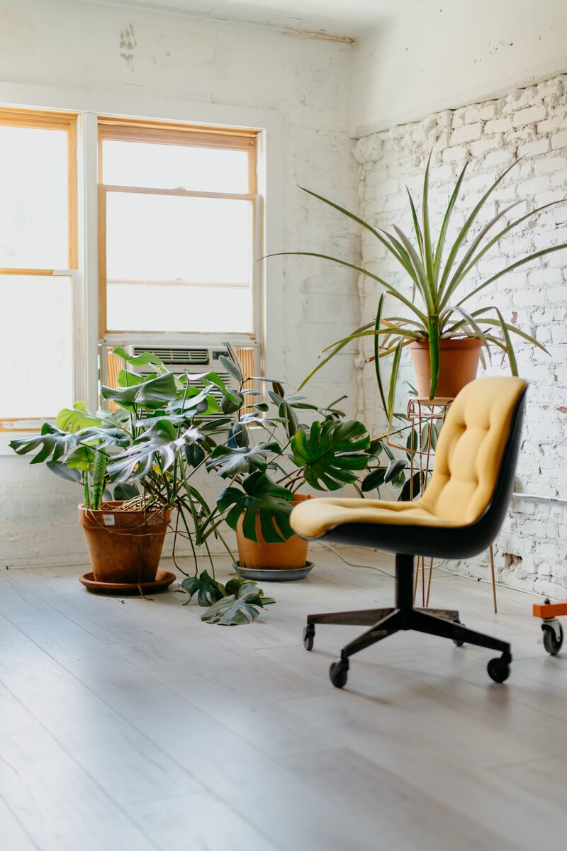 Plants and Chair in therapist office