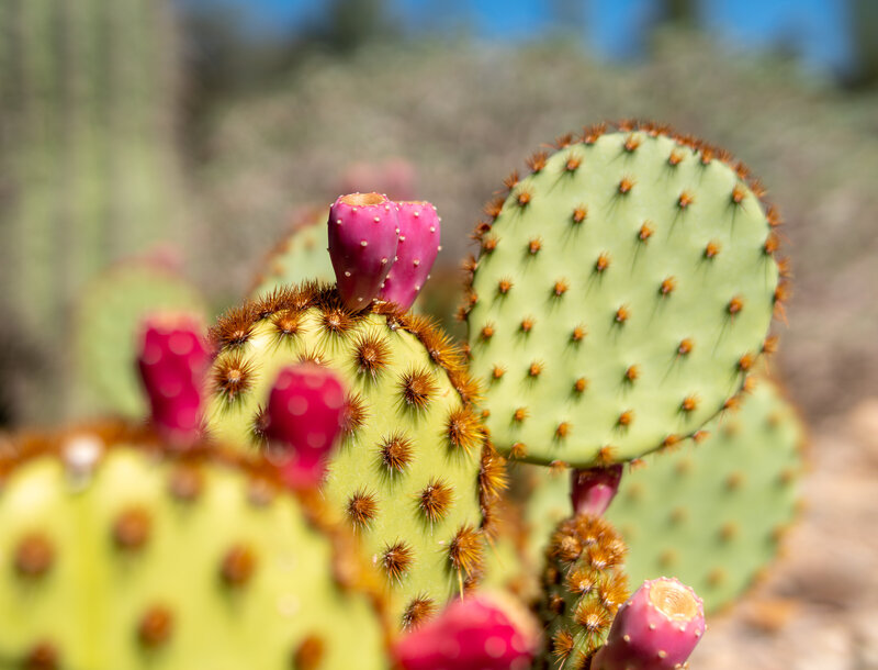 Opuntia with Fruit