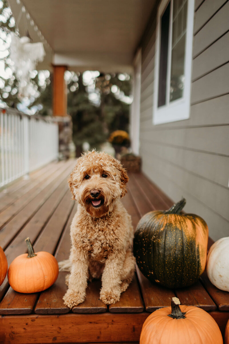 Cream Australian Labradoodle Breeders in Canada and British Columbia