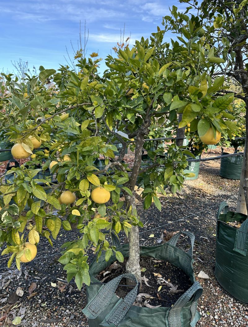 Citrus Paradisi - Mature Grapefruit - Ruby Red