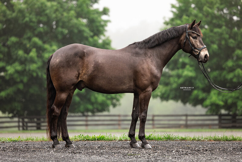 Kynynmont Jamison O'Grady, 2019 Connemara gelding for sale
