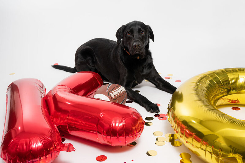 black dog on white background with red and gold Kansas City chiefs decor