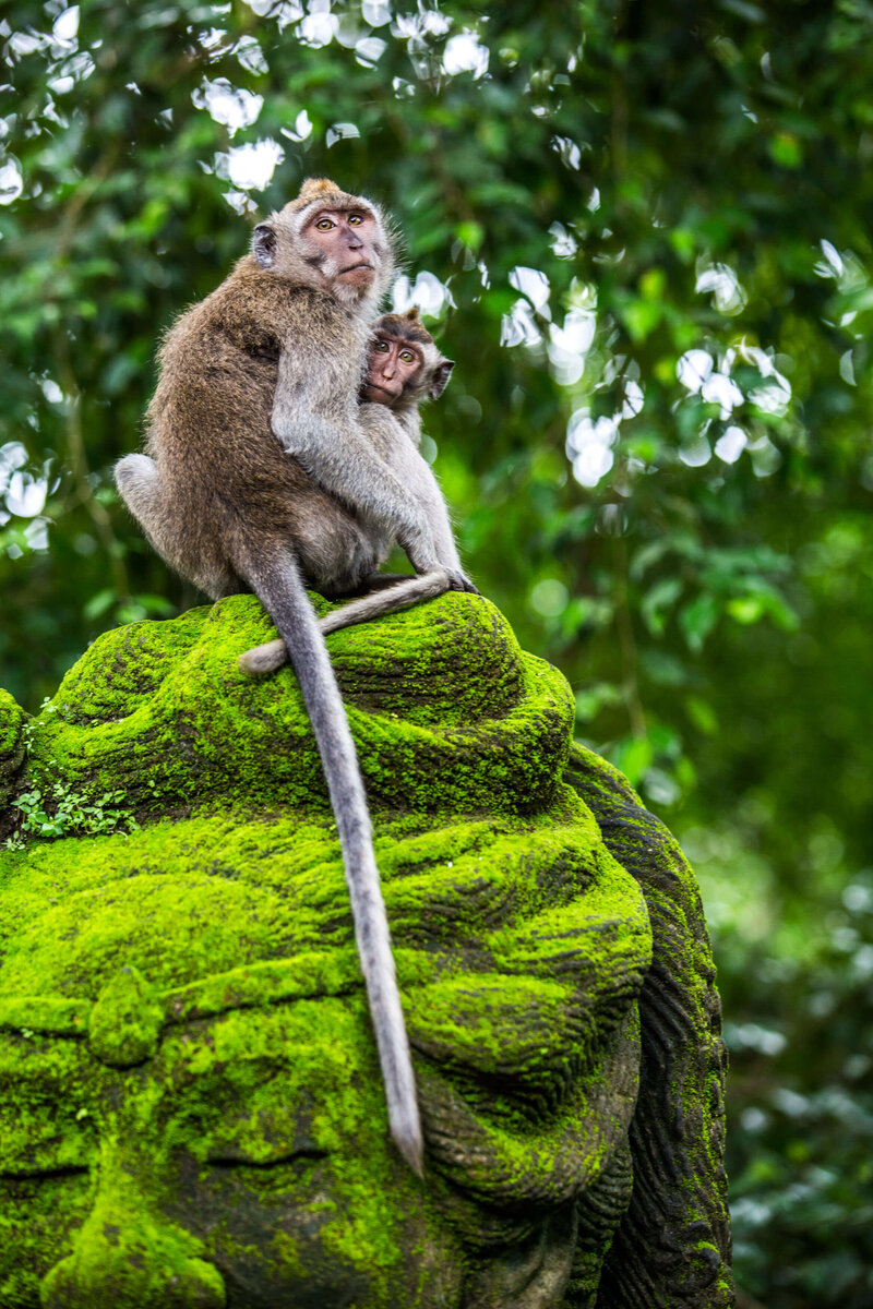 monkeys at Ubud monkey forest