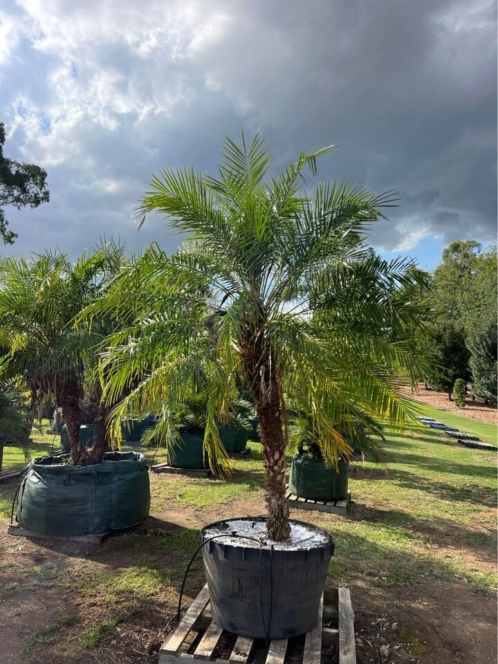 4292819PHOENIX ROBELENII - Pygmy Date Palm - Dwarf Date24_922083739403200_7835222693716408561_n