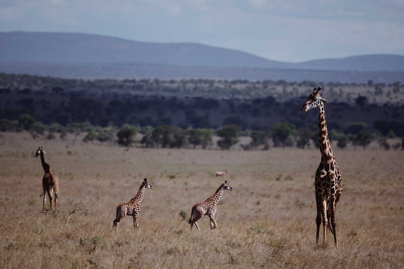 TAASA Safari Wildlife (16)