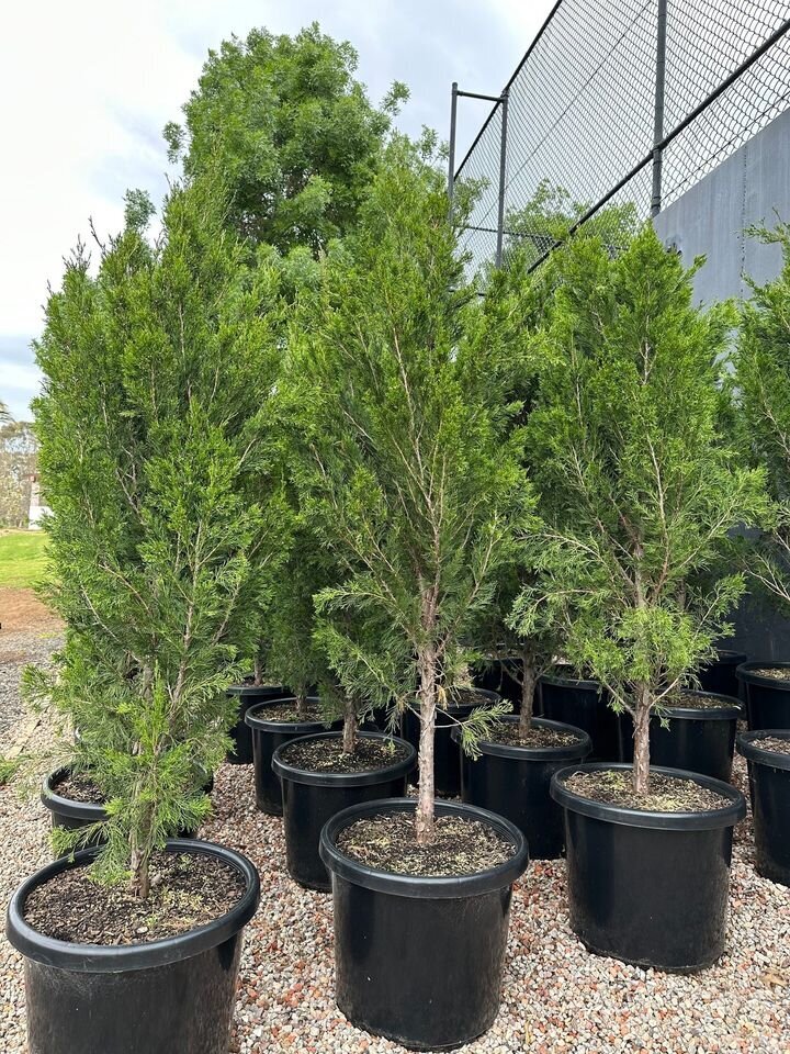 Juniperus Virginia Spartan - Chinesis Spartan