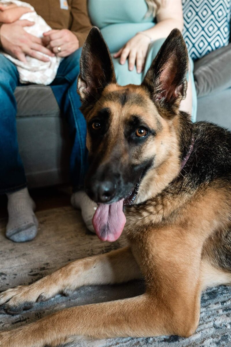 photo-cape-breton-dog-family