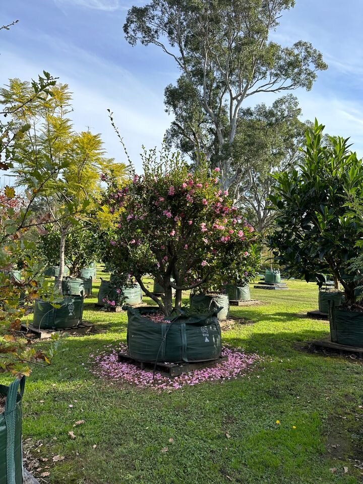 Camellia Jennifer Susan - Cameilla Sasanqua Jennifer Susan