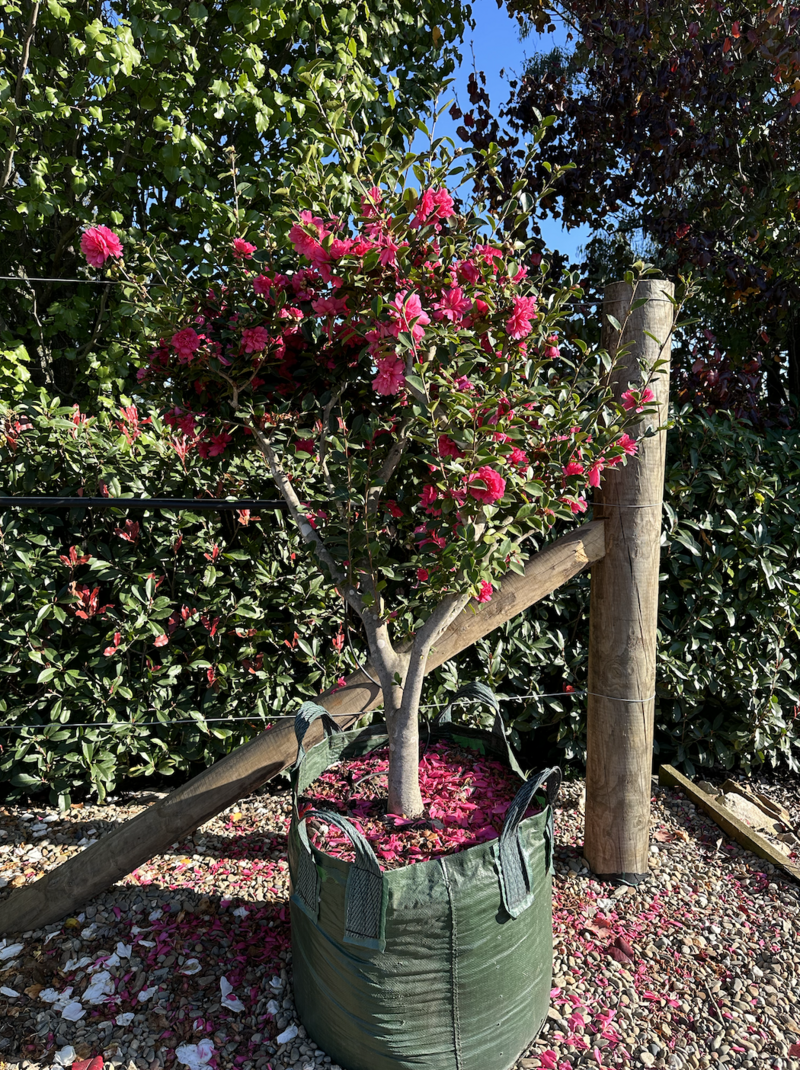 GARDENIA AUGUSTA 'MAGNIFICA'  - Gardenia Augusta Standards