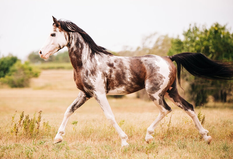 Stallions (32)