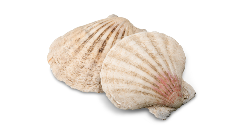 Seashells Wild Woman Haus® Motif