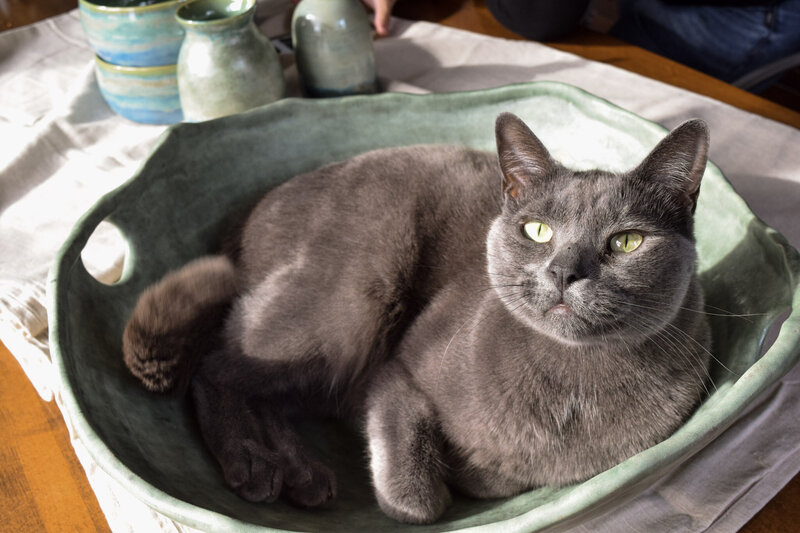 A grey cat named Cash lays inside of a pottery piece made by Jill Marie Pottery